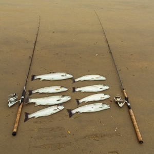 A catch of fine trout pictured on Bartragh Island. July 2014.