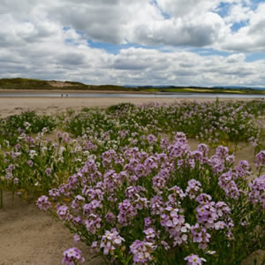 Wild flowers on the beach of Bartragh Island.
