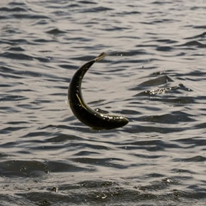 A trout of around 2 pounds leaping clear of the water. June 2014.