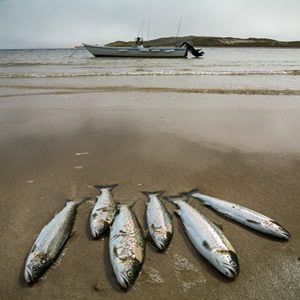 A nice catch of trout  pictured on the beach with my boat. June 2014.